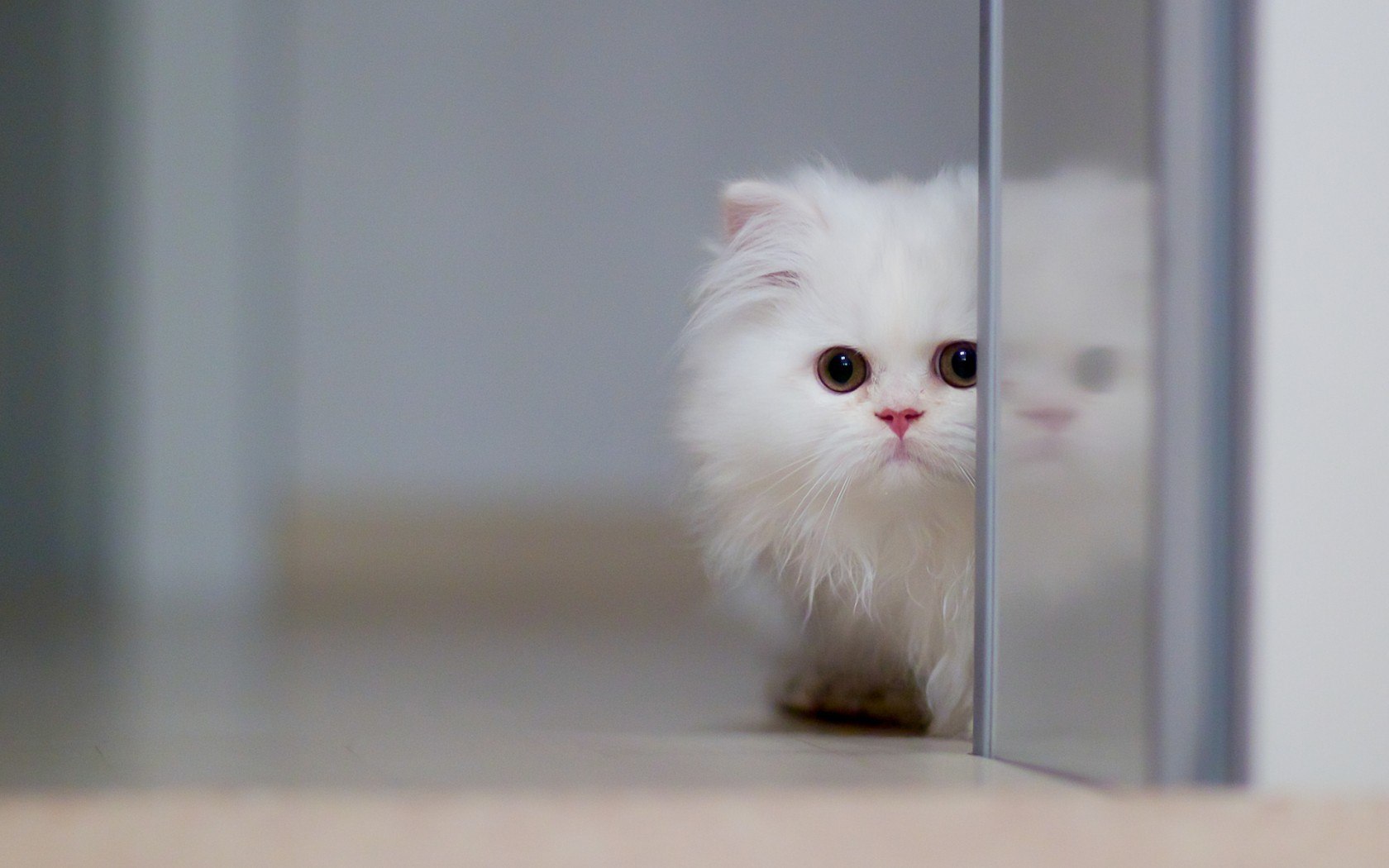 Mèo Ba Tư mặt tịt cực đáng yêu và tình cảm với con người