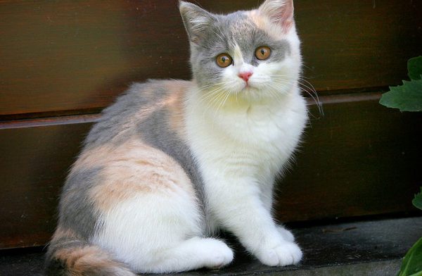 Giống mèo tam thể lông ngắn nước Anh