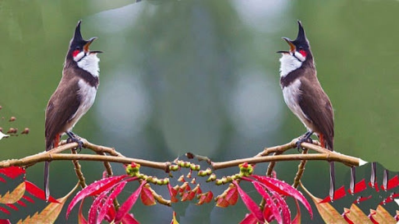 Tiêu chuẩn lựa chọn, đánh giá chim chào mào đẹp | Kỹ thuật nuôi trồng