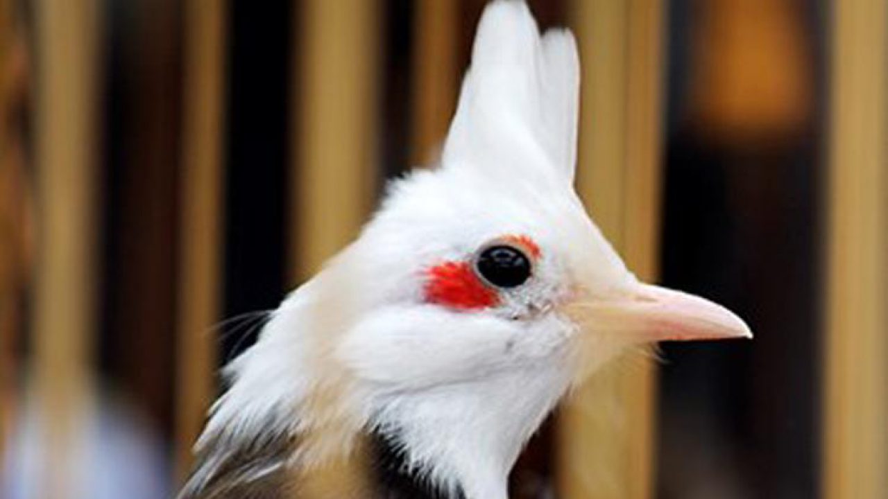Bộ sưu tập hình ảnh chim chào mào cực chất full 4K với hơn 999 tấm ảnh - TH  Điện Biên Đông