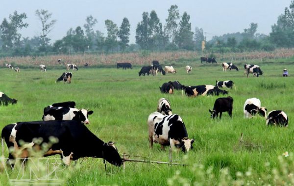 Tình hình phát triển của ngành chăn nuôi bò ở Việt Nam