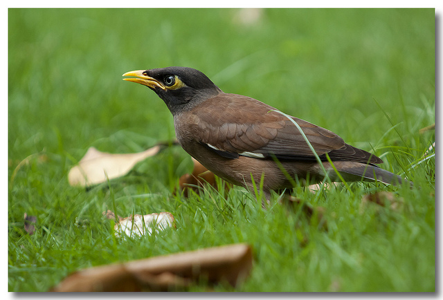 Những con sâu nhiễm bẩn giúp tiếng hót chim sáo đá hay hơn - KhoaHoc.tv