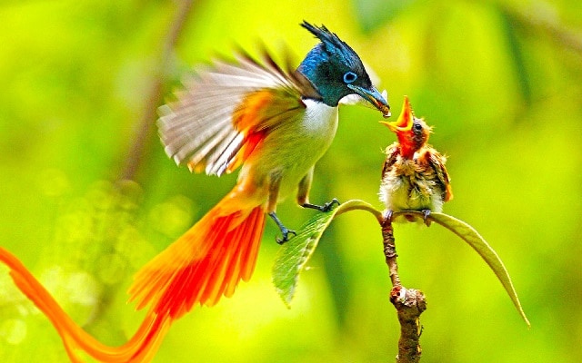 các loài chim đẹp nhất thế giới