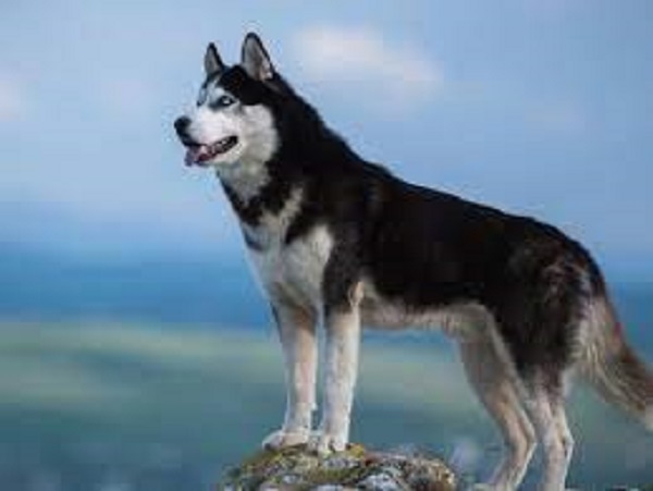 Tìm hiểu về nguồn gốc và đặc điểm của loài chó Husky
