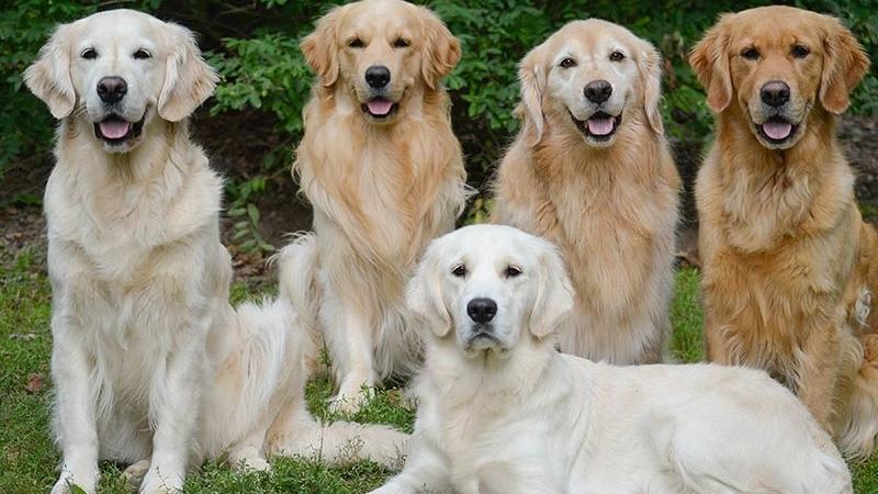 Nguồn gốc và đặc điểm chó Golden