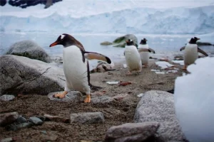 Hình ảnh chim cánh cụt đáng yêu đang thống trị Nam Cực