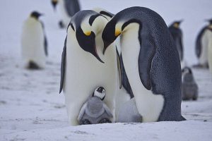 Chim cánh cụt nặng bao nhiêu kg?