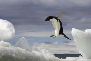 Chim cánh cụt có biết bay không?