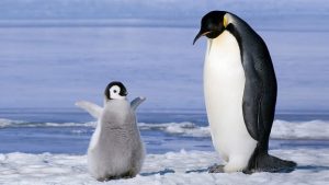 Chim cánh cụt có đuôi không?
