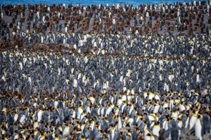 Vào mùa sinh sản, hải cẩu và chim cánh cụt thường tới bãi biển Nam Georgia để sinh con, nuôi dưỡng con non và nghỉ ngơi. Các đàn hải cẩu và chim cánh cụt chen chúc nhau trên bờ biển dài hàng km.