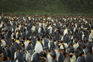 Chim cánh cụt đi di cư thành bầy, chúng đi sát nhau để giữ ấm cho nhau