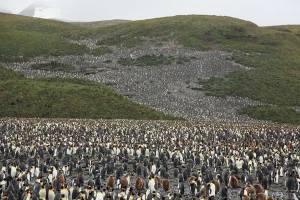 Chim cánh cụt non thường đi theo nhóm và được bao bọc bởi những con chim trưởng thành