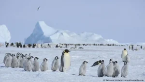 Chim cánh cụt vượt qua quãng đường khoảng 100km để kiếm ăn và mang thức ăn về cho chim non