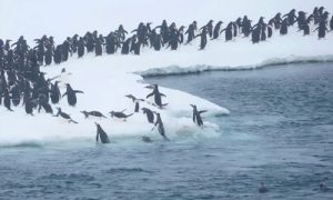 Hình ảnh chim cánh cụt phi thân lên mặt băng để chuẩn bị di cư