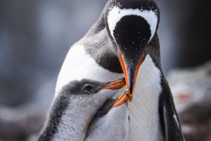 Hình ảnh gia đình chim cánh cụt đang âu yếm nhau