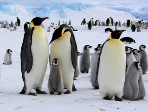 Chim cánh cụt sống ở đâu?
