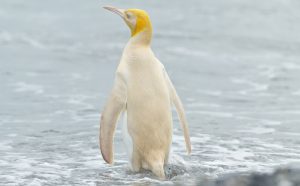 Phát hiện chim cánh cụt vàng rất đẹp