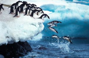 Hình ảnh đáng yêu của chim cánh cụt 