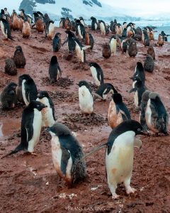 Hình ảnh chim cánh cụt vùng vẫy trong bùn tại Nam Cực 