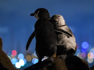 hình ảnh cặp chim cánh cụt vỗ về, tận hưởng khoảnh khắc cùng nhau