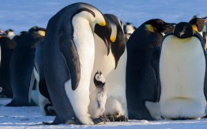 Hình ảnh chim cánh cụt nằm e ấp trên đôi chân của bố mẹ chúng
