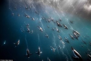 Hình ảnh hàng ngàn con chim cánh cụt lặn để kiếm ăn ở vùng biển Nam Cực.