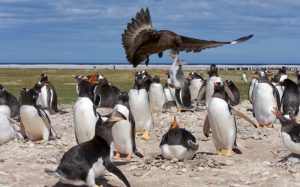 Hình ảnh chim cánh cụt con chỉ biết giãy giụa và kêu la thảm thiết