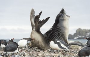Do bị hải cẩu voi chiếm lãnh thổ, đàn chim cánh cụt Nam Cực đã phản ứng bằng cách mổ vào mông con hải cẩu để đuổi chúng đi